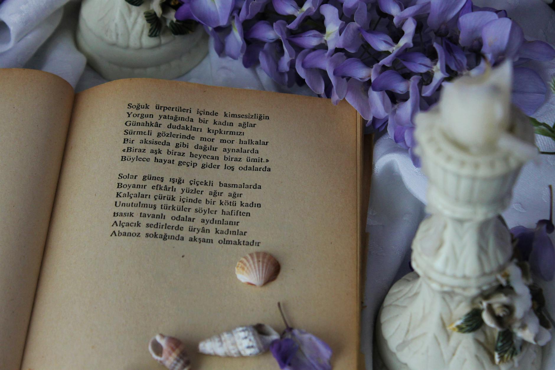 seashells on page of old book
